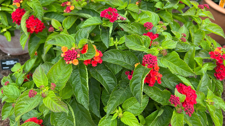 closeup on Lantana 'Bloomify Red' flowers