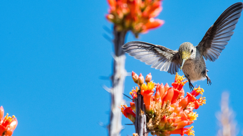 hummingbird hovering over ocotillo flower