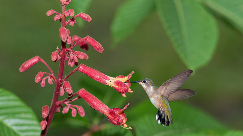hummingbird feeding from red buckeye flower