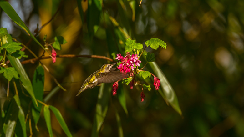 hummingbird feeding on Ribes sanguineum flower