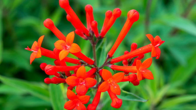 close-up on Scarlet bouvardia