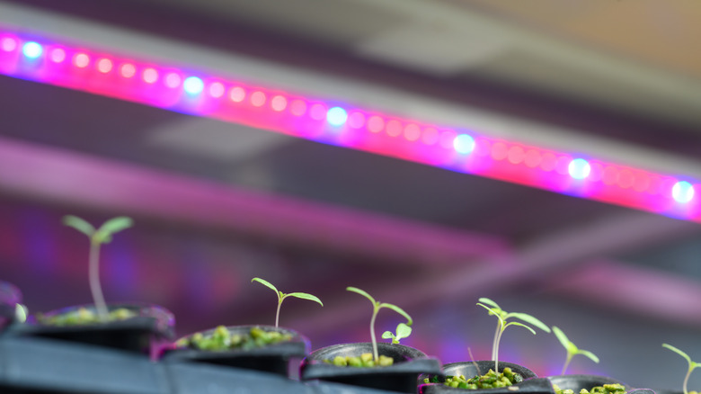 A multi-spectrum grow light points at a tray of seedlings on a table.