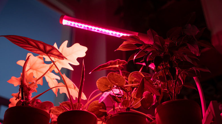 A red LED grow light hangs above various potted plants.