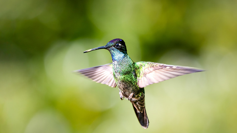 A hummingbird in flight