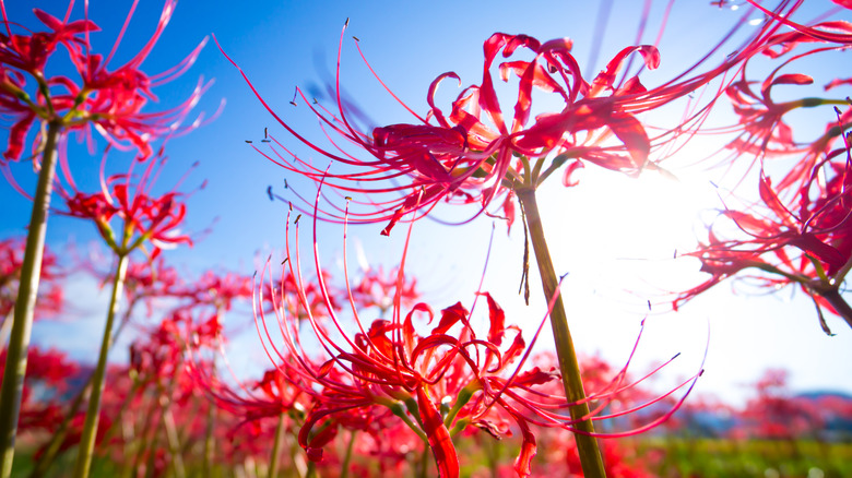 Red spider lilies against blue sky
