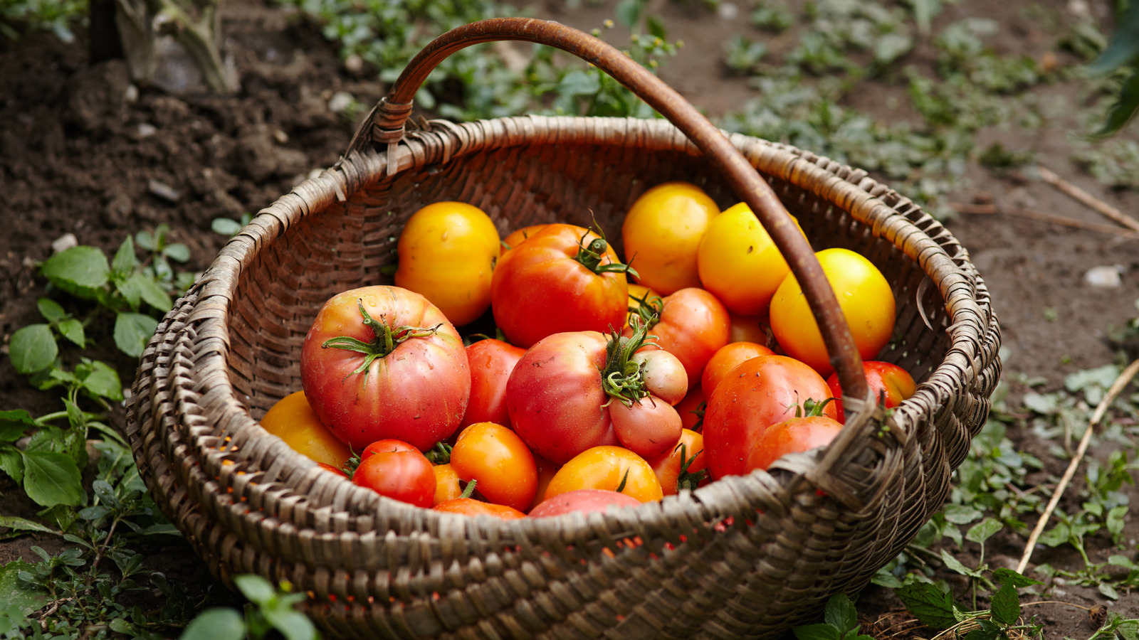 Red Vs Yellow Tomatoes: What's The Difference And Which Is Better?