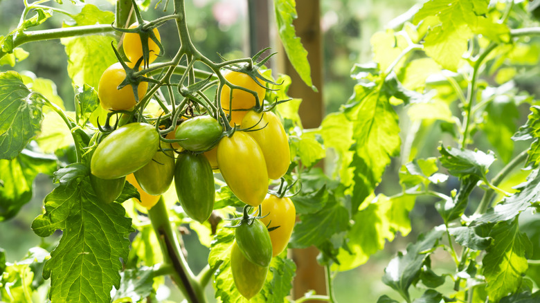 yellow pear tomatoes growing on the vine