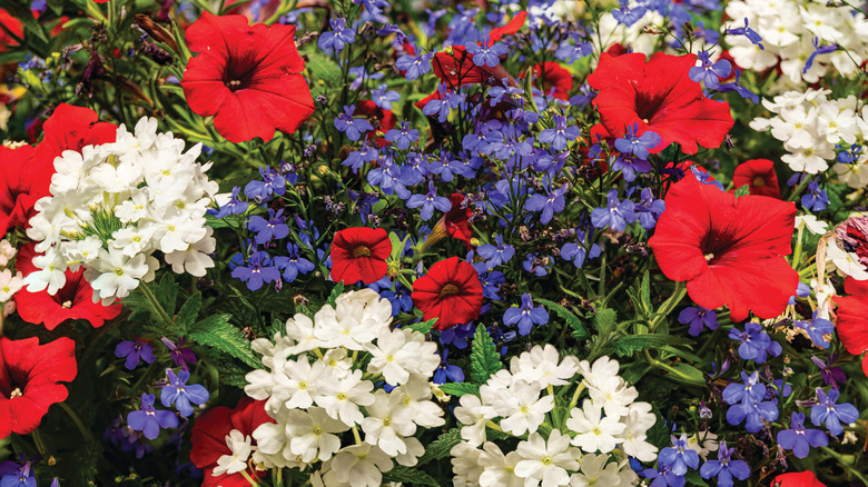 Red petunias with white verbena and blue lobelia.