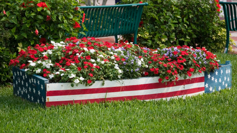 White and red flowers in a garden bed painted in American flag design.