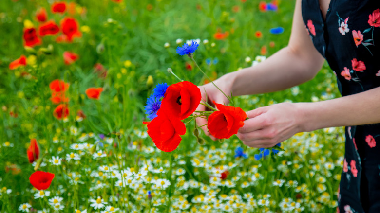 Woman picking red, white, and blue flowers in a field