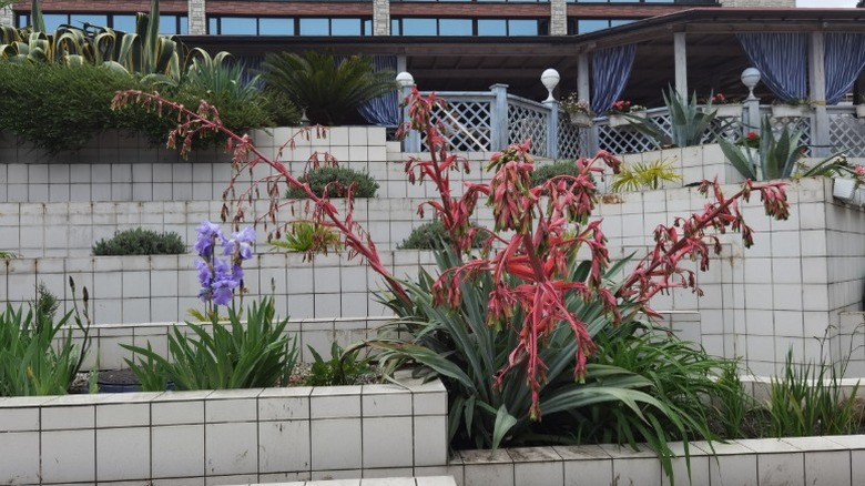 A large Mexican lily blooming in a landscaped area.
