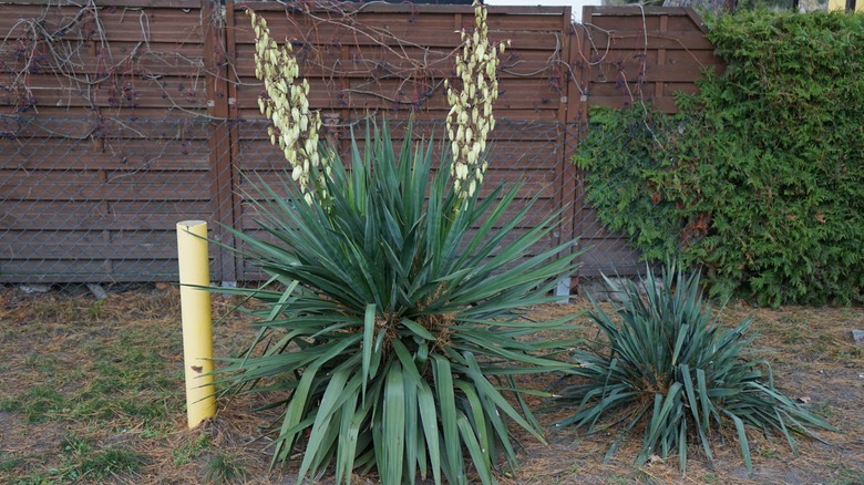 Long flower stalks rising tall on the curlyleaf yucca.