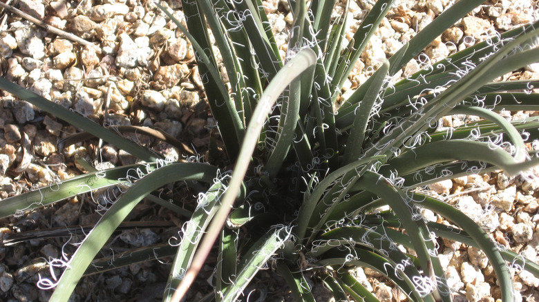 Close up of the giant hesperaloe plant in gravel