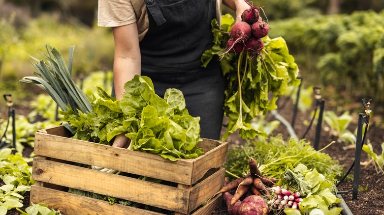 person holding vegetables from garden