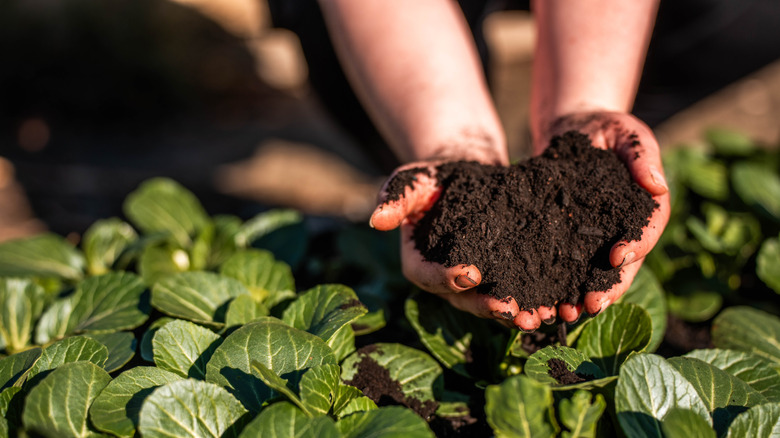 regenerative organic farmer practicing sustainable agriculture