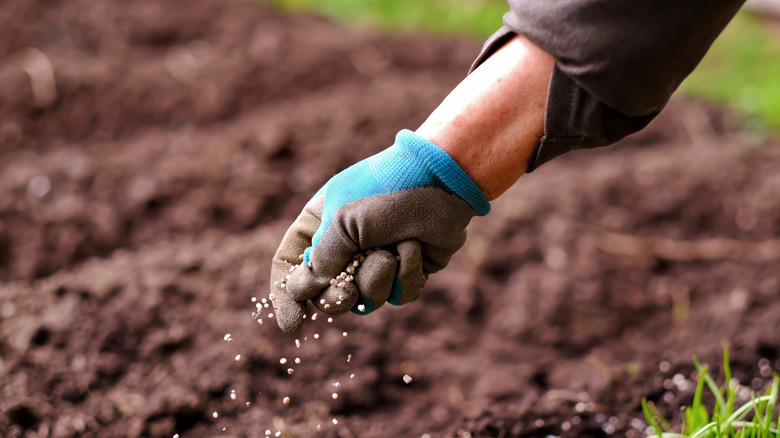 A woman applying fertilizer plant food to soil.