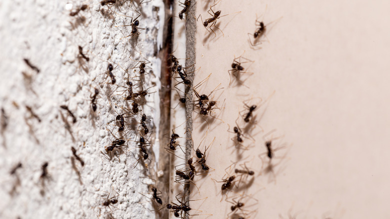 ants crawling in cracks of a house