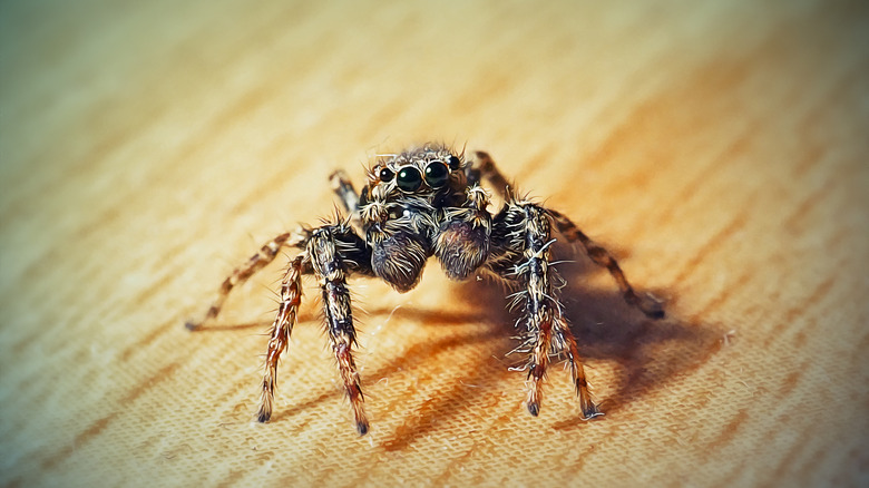 Jumping spider looking at the camera on brown fabric