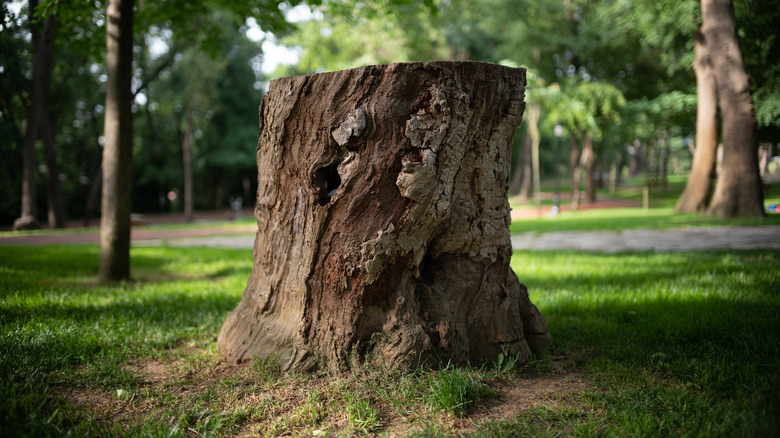 tree stump in yard