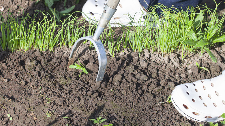 A gardener using a scuffle hoe to remove weeds in a garden bed.