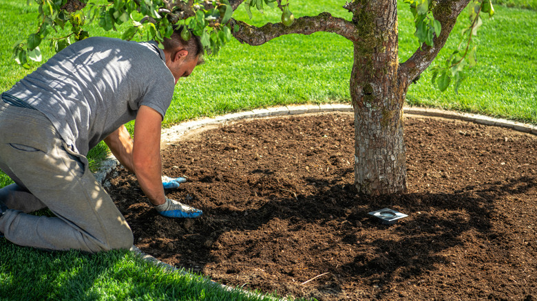 A gardener on his hands and knees next to an established tree that is surrounded by a ring of mulch.