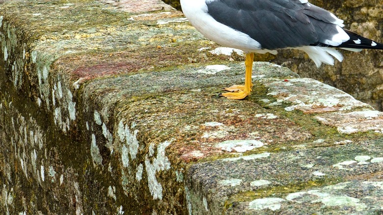 Close-up of a bird's feet standing on a lichen-covered stone wall