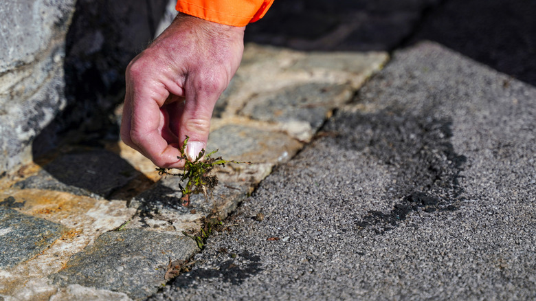 A person pulling a small weed from a crack between asphalt and cobblestone