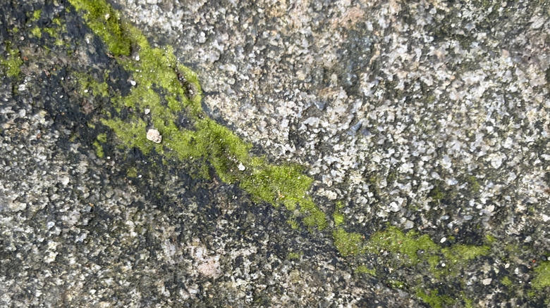 Moss growing in a crack on pavement