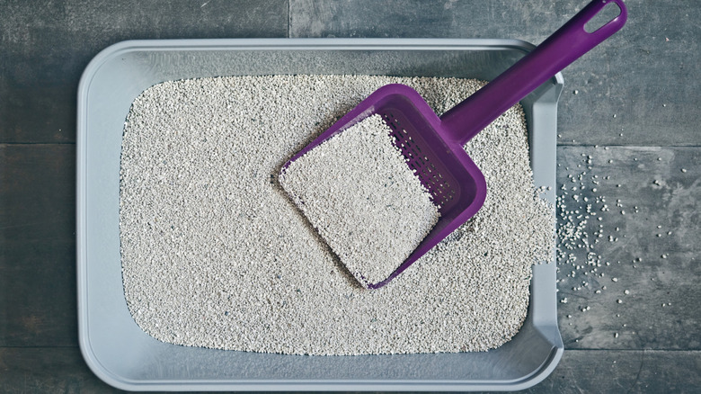 Top view of clean litter box with purple shovel.