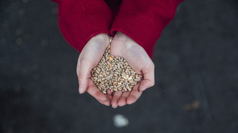 A person wearing a red sweater holds some birdseed in cupped hands.