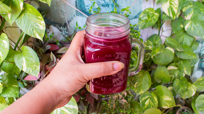 A person holds a mason jar mug full of sugar beet juice against a backdrop of pothos.