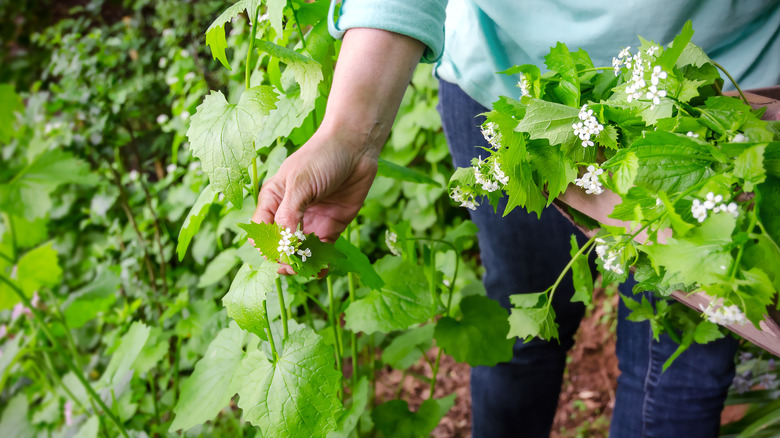 person picking garlic mustard