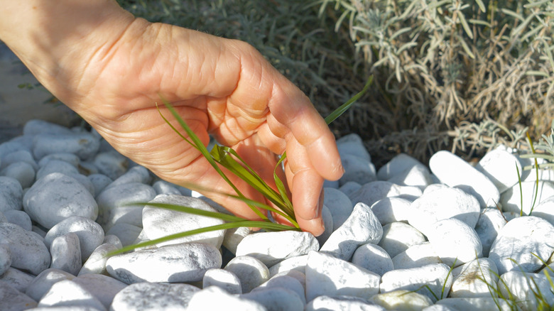 person weeding gravel