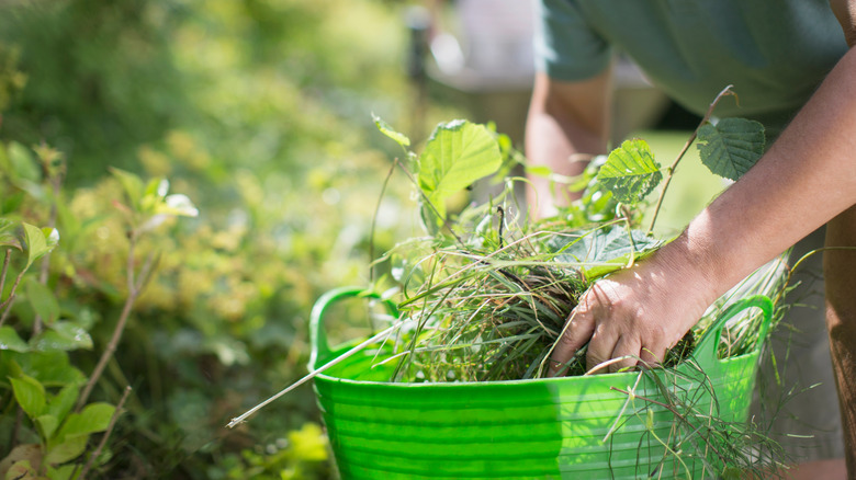 A person holds a green plastic bucket full of weeds in a garden.