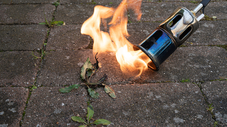 Weeds in a brick pathway are cleared away by burning with a flamethrower.