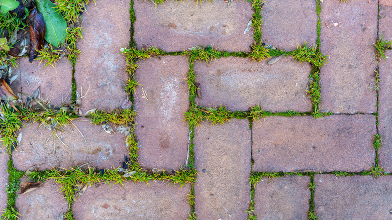 A brick pathway is overgrown with tufts of grass and other weeds.