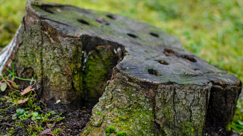 old drilled tree stump