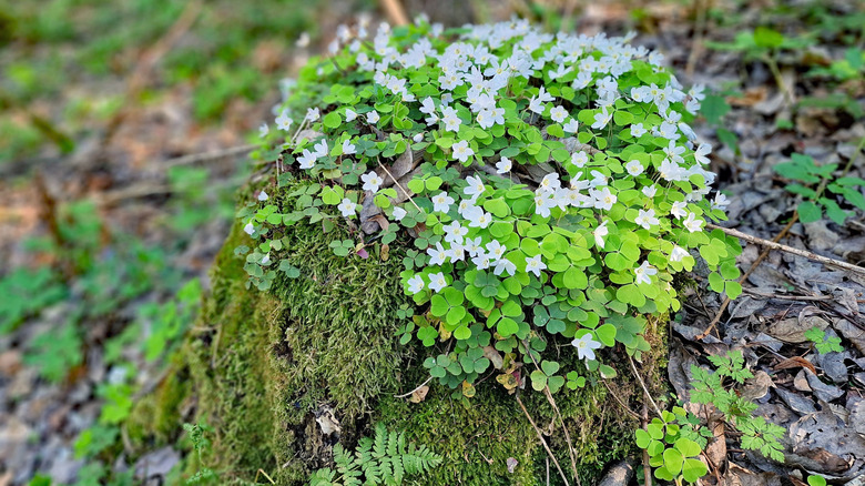 tree stump covered in flowers
