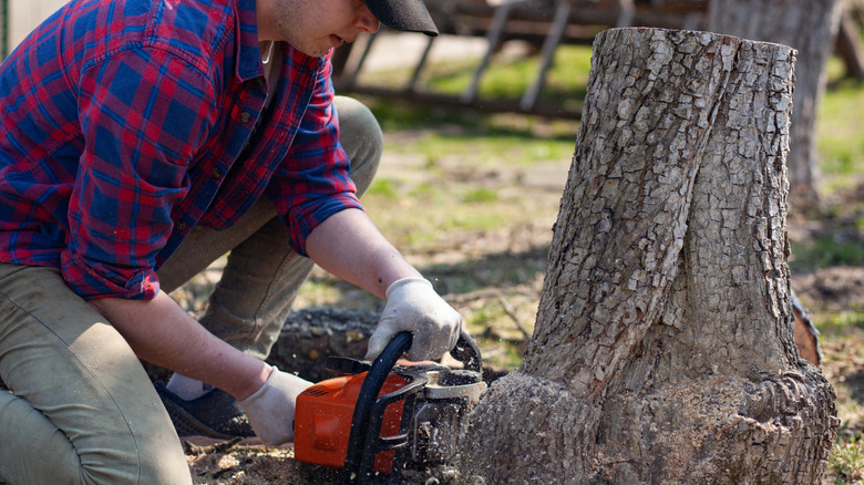 man cutting tree stump with a chain saw