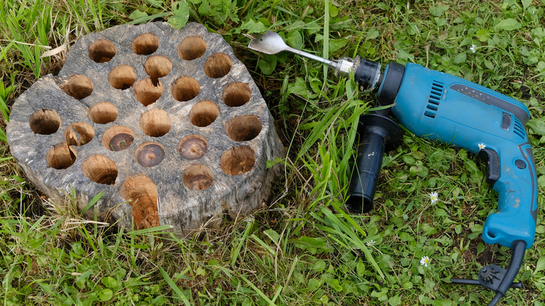 drill with a spade bit next to a tree stump full of holes