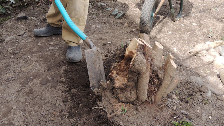 digging up tree roots
