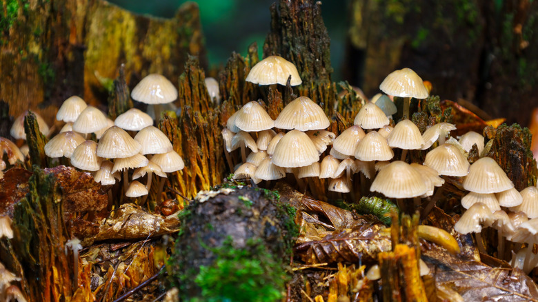 small fungi growing in a rotted tree stump