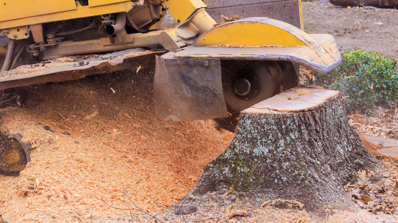 stump grinder working on a stump