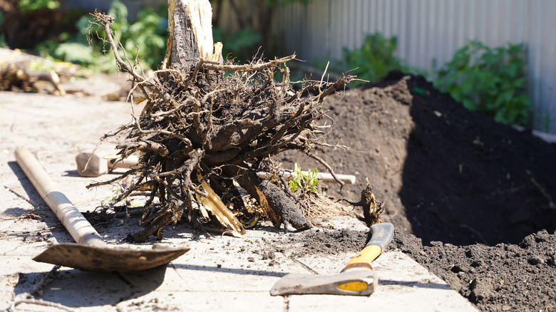 small tree stump after being removed