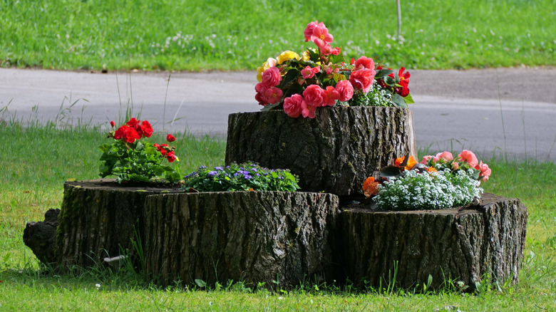 tree stump planters