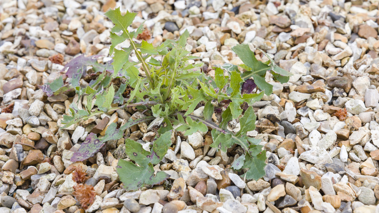 green weed growing in gravel