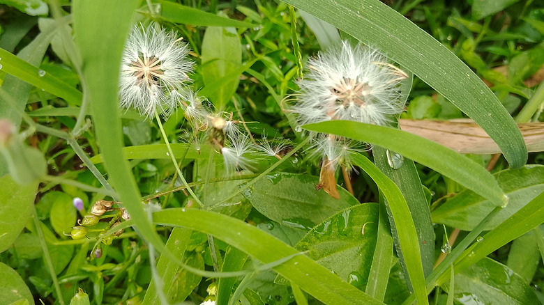 Water droplets clinging to dandelion flowers and bushes