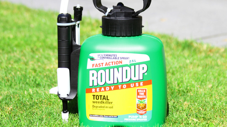A bottle of Roundup along with its applicator sitting on a sunny lawn