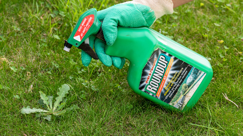 Gloved hands spraying Roundup on the weeds in a garden