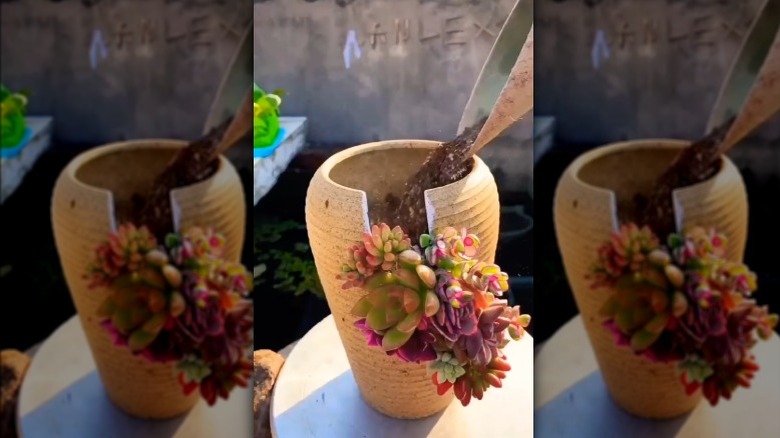 Succulent plants planted in the missing parts of large broken white vase